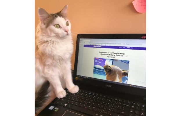 котка и върху лаптоп