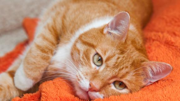 Течност в белите дробове на котка: как се случва, симптоми и грижи