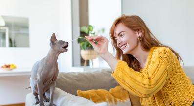 котка играе със стопанин