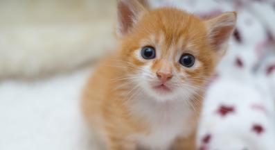 котка у дома