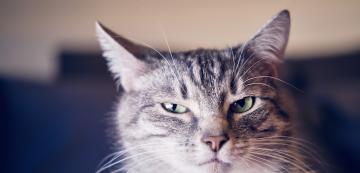 4 често срещани причини, поради които ушите на котката застават назад