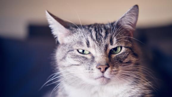 4 често срещани причини, поради които ушите на котката застават назад