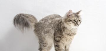 4 често срещани причини, поради които котките „издуват “опашките си
