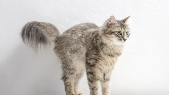 4 често срещани причини, поради които котките „издуват “опашките си