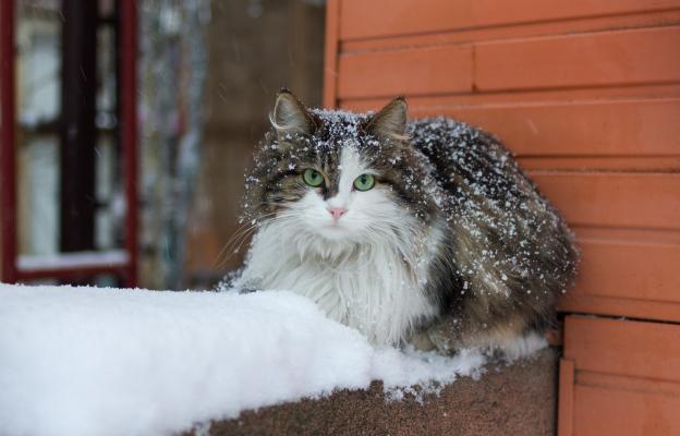 котка зима