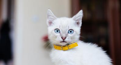 котка каишка