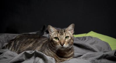 котка през нощта