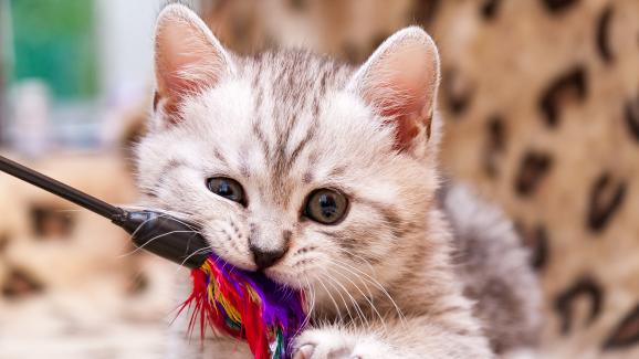 6 причини, поради които котката ви не иска да си играе с вас