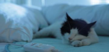Безопасни ли са отопляемите котешки легла и продукти за котките