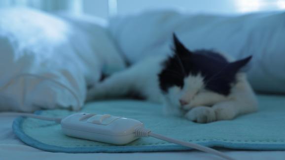 Безопасни ли са отопляемите котешки легла и продукти за котките