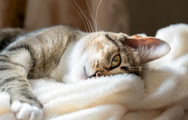 котка одеяло