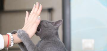 Как да успокоите агресивна котка: 6 полезни съвета