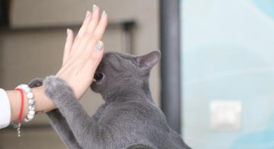 ядосана котка