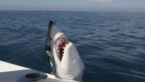 Голяма акула мако е скочила върху яхта за чартърен риболов