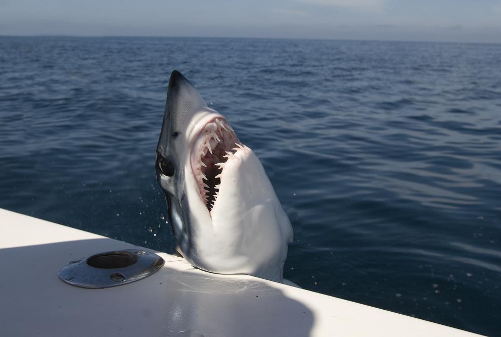 Голяма акула мако е скочила върху яхта за чартърен риболов,