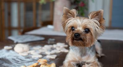 куче лакомства