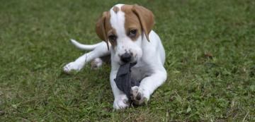 5 неща, които да направите, когато кучето ви открадне нещо и избяга