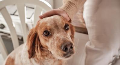 куче се взира в човек