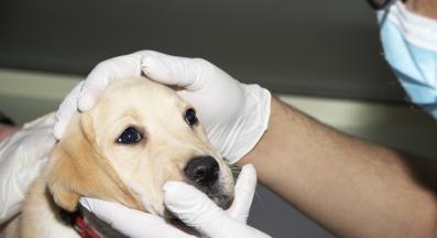 куче парвовирус