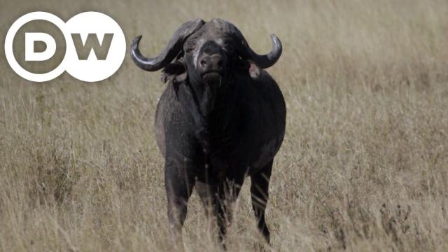 Национален парк Серенгети: Най-големият дом на дивата природа (ВИДЕО)