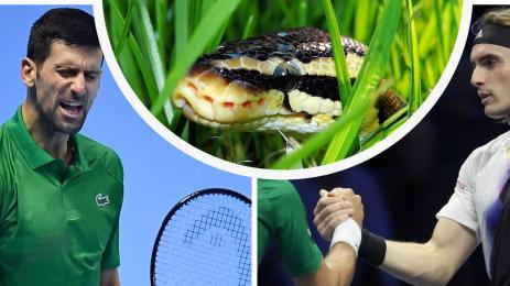 Циципас Джокович питон