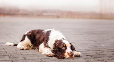 Английски спрингер шпаньол
