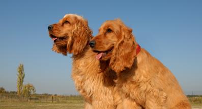 Английски кокер шпаньол