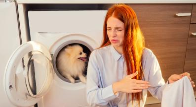 куче миризма