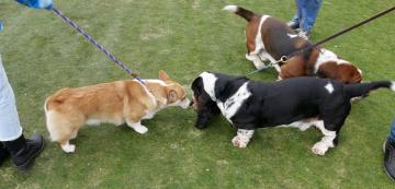 5 съвета за избягване на конфликти в кучешкия парк