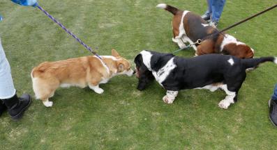 кучета парк