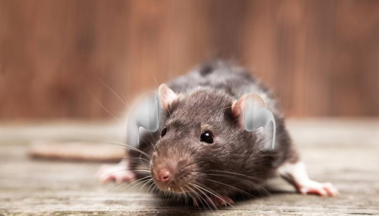 плъх - ПРОУЧВАНЕ: Плъховете реагират на музика