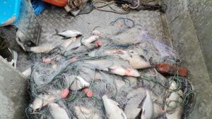Екипи на Изпълнителна агенция по рибарство и аквакултури извърши проверка в