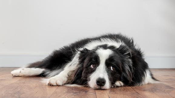 5 неща, които да избягвате, когато оставяте кучето си само