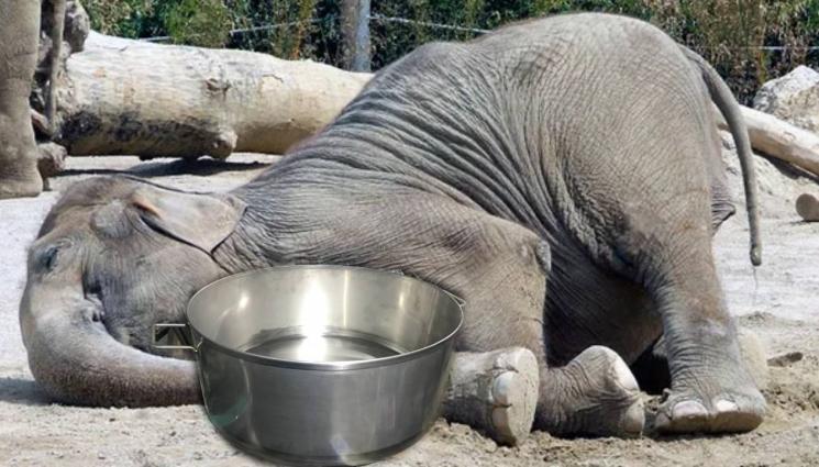 слонове - ЦЯЛО СЕЛО НА СУХ РЕЖИМ: 24 слона се натаралянкаха до козирката и заспаха (ВИДЕО)