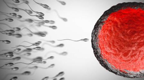 сперматозоиди