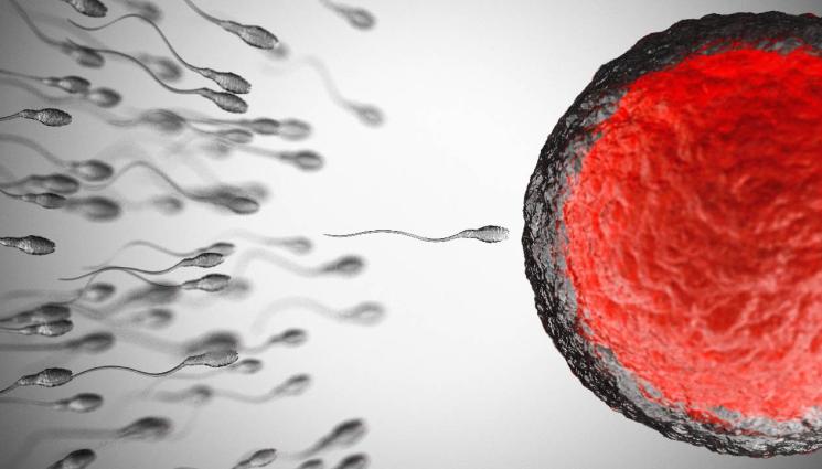 сперматозоиди - Светът пред репродуктивна криза: Сперматозоидите стават кът