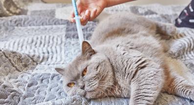 обезпаразитяване на котка