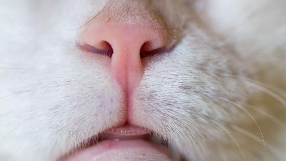4 готини факта за носа на вашата котка