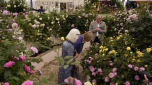 Климатичните промени могат да доведат до изчезването на английската роза
