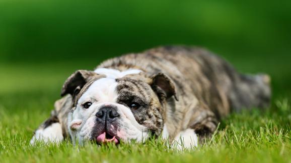 10 породи кучета, най-склонни към затлъстяване