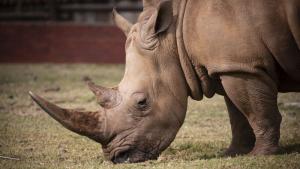 Бебе от застрашения вид суматрански носорог който е най малкият
