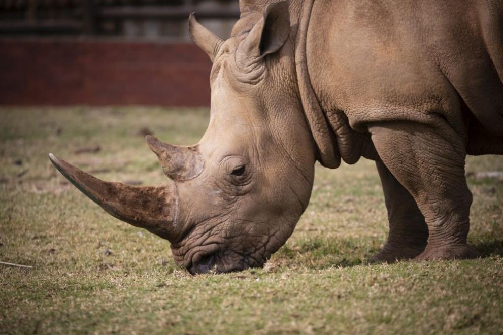Бебе от застрашения вид суматрански носорог, който е най-малкият и