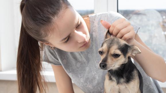 7 признака, че кучето ви може да има ушна инфекция