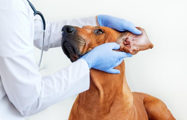 ушни инфекции кучета