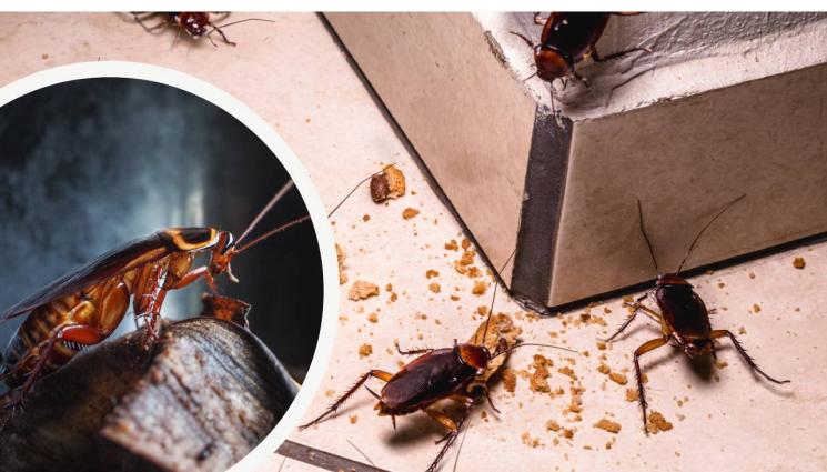 хлеберка - НЕЛЕГАЛЕН ТОВАР: Митничари откриха невиждана досега хлебарка