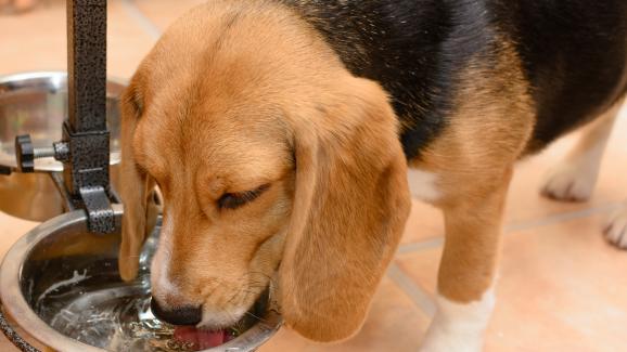 Защо кучетата пият повече вода през зимата