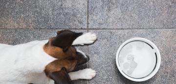 Защо кучето ми пие повече вода от обикновено?