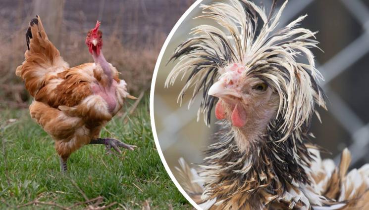 златно време - ЗЛАТНО ВРЕМЕ: Как станах щастлива кокошка с комоцио