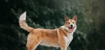 Тайните, които ни издава кучето чрез позицията на опашката си