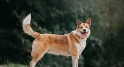 куче опашка